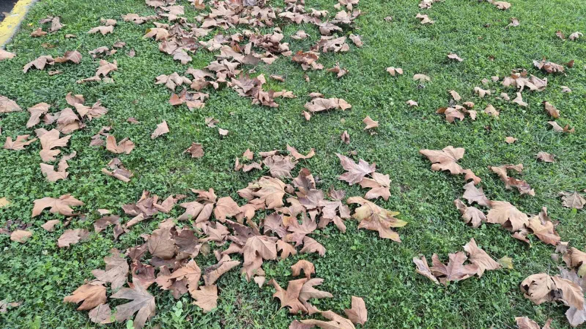 Tekirdağ’da sonbaharın renkleri yere düştü