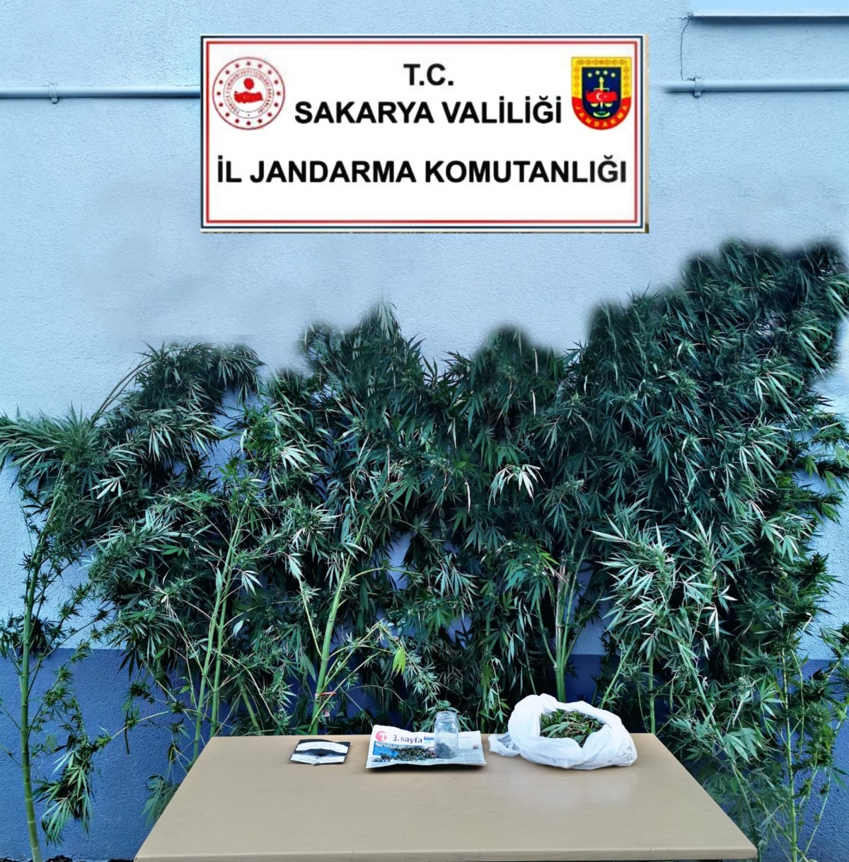 Akyazı İlçe J. K. lığı kenevire geçit vermedi