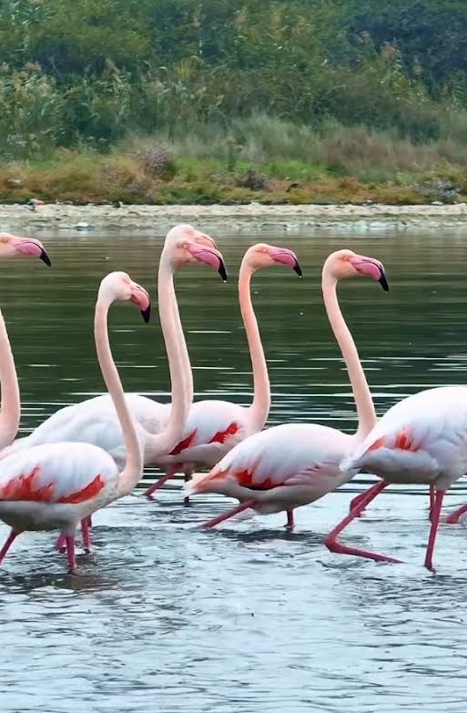 İzmit Körfezi’nde Pembe Flamingoların Dansı