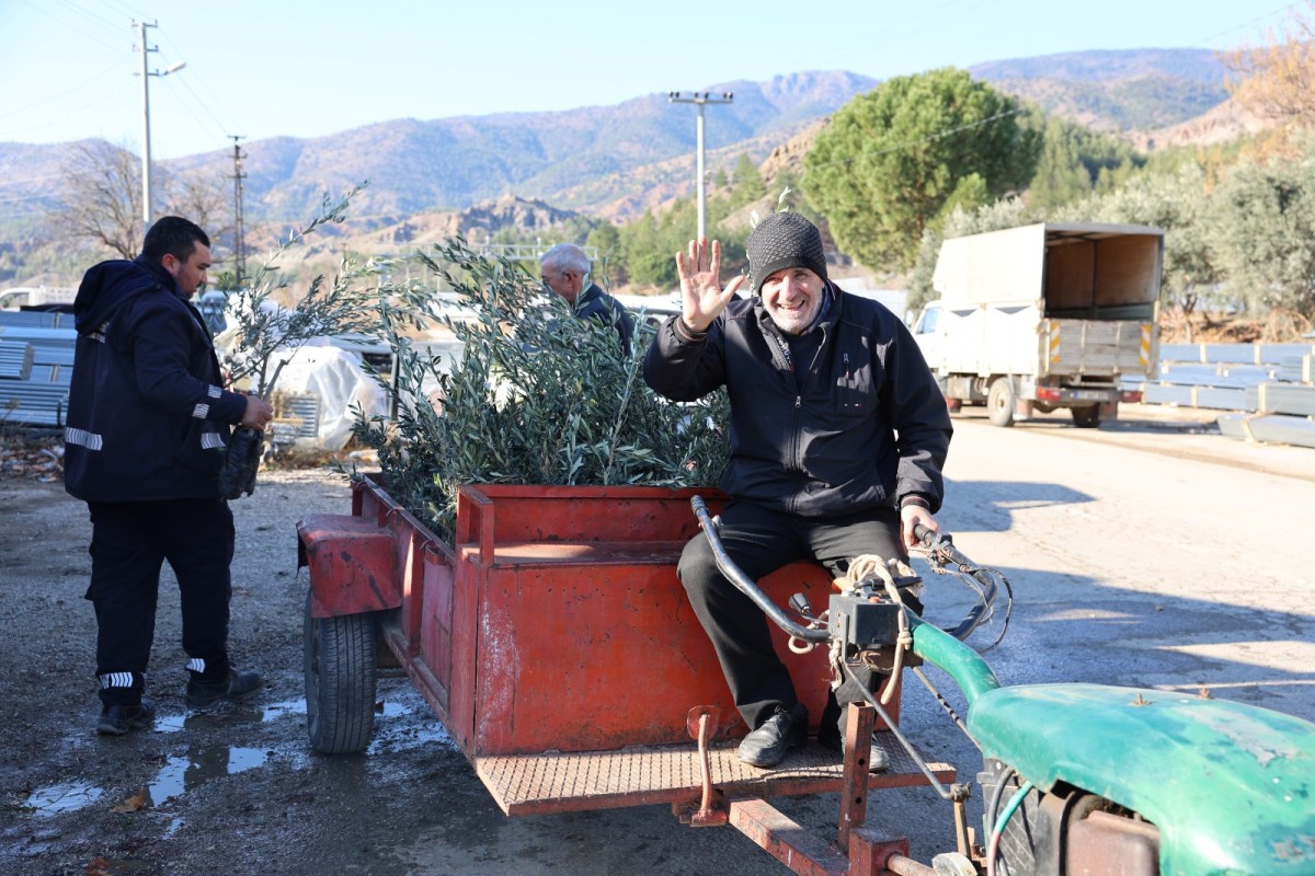 Büyükşehir Belediyesinden Üreticilere Zeytin Fidanı Desteği