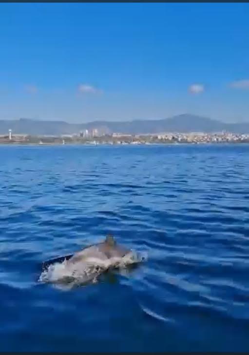 Temizlenen İzmit Körfezi’nde Artık Yunuslar Dans Ediyor