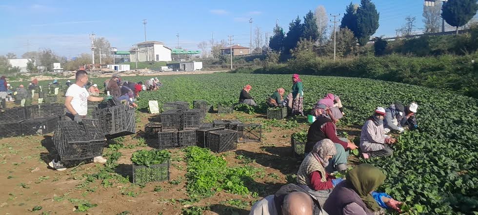 Kilosu Tarlada 5, Pazarda 35 TL! Kış Aylarının Vazgeçilmezi.