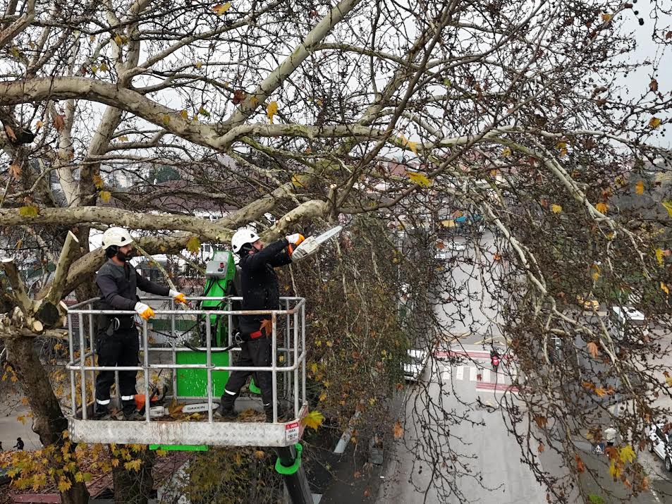 Kış Öncesi Ağaçlar Budandı 