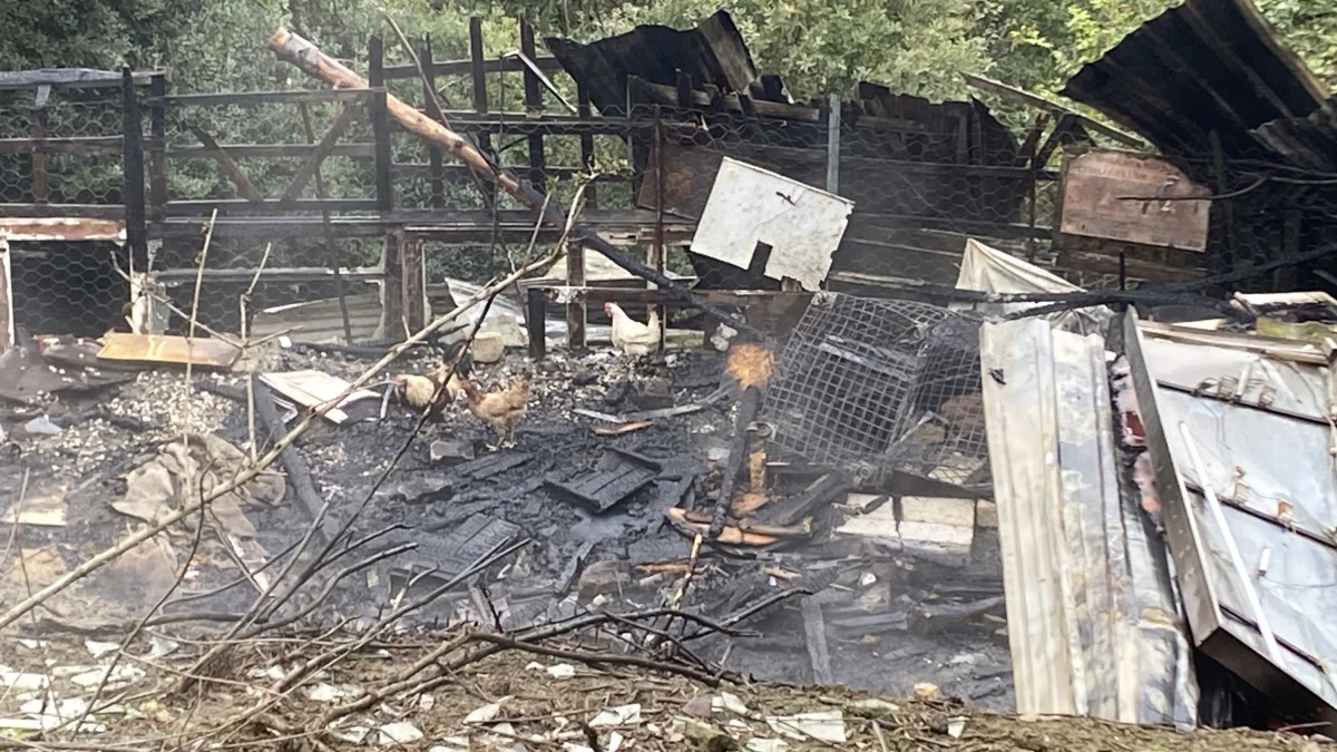 Kocaeli’de ahır yangını: 34 hayvan telef oldu