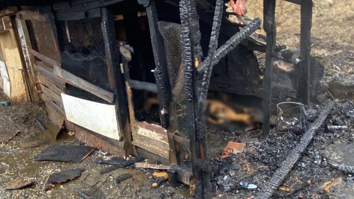 Kocaeli’de ahır yangını: 34 hayvan telef oldu